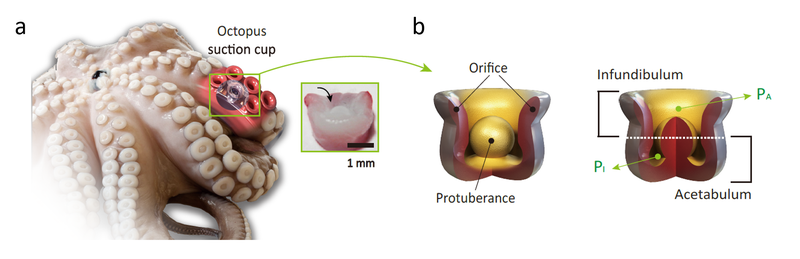 Image: Sang-Yul Baik et al